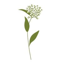 Wild flower vector stock illustration. Spring meadow plant. green stem in the field. Isolated on a white background.