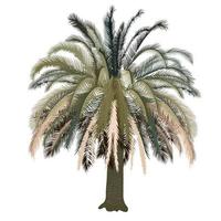 Big Palm tree vector stock illustration. Tropical tree with palm green leaves. Summer, resort, southern countries, travel. Date fruits. Isolated on a white background.
