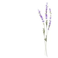 Ilustración de stock vectorial de lavanda. Flores moradas. un ramo delicado para una invitación de boda. hierbas aromáticas de provenza. Aislado en un fondo blanco. vector