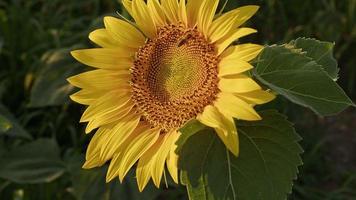 metraggio del campo di girasoli freschi gialli dorati. video