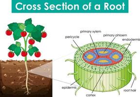 Diagram showing cross section of a root vector