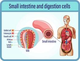 Digestión y células de digestión e intestino delgado. vector