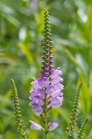 pink annual toadflax photo