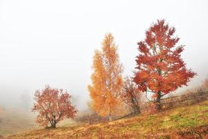 Majestic landscape with autumn trees in misty forest. Carpathian, Ukraine, Europe. Beauty world photo