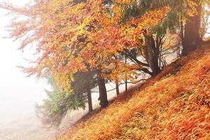 Majestic landscape with autumn trees in misty forest. Carpathian, Ukraine, Europe. Beauty world photo