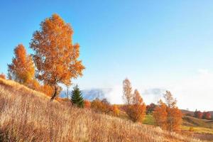 bosque de abedules en la tarde soleada durante la temporada de otoño. paisaje de otoño Ucrania. foto