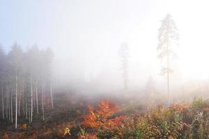 Morning fog creeps with scraps over autumn mountain forest covered in gold leaves photo