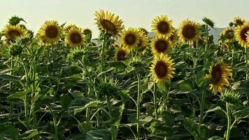 metraggio del campo di girasoli freschi gialli dorati. video