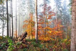 hermosa mañana en el brumoso bosque otoñal con majestuosos árboles de colores foto