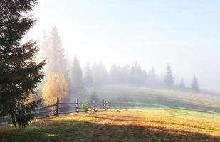 Beautiful morning fog and sunbeams in the autumn pine forest