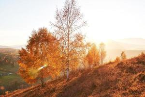 bosque de abedules en la tarde soleada durante la temporada de otoño. paisaje de otoño Ucrania. foto