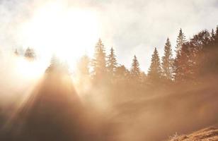 Fairy sunrise in the mountain forest landscape in the morning. The fog over the majestic pine forest. Carpathian, Ukraine, Europe. Beauty world photo