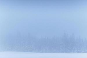 bosque de invierno congelado en la niebla. pino en la naturaleza cubierto de nieve fresca cárpatos, ucrania foto