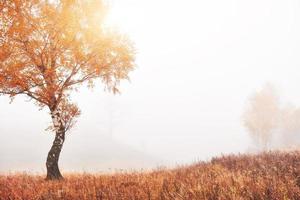 Majestic landscape with autumn trees in misty forest. Carpathian, Ukraine, Europe. Beauty world photo