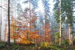 hermosa mañana en el brumoso bosque otoñal con majestuosos árboles de colores foto