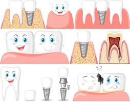 Set of all types of teeth on white background vector