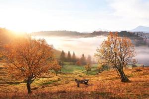 árbol brillante en la ladera de una colina con rayos soleados en el valle de la montaña cubierto de niebla. hermosa escena de la mañana. hojas de otoño rojas y amarillas. cárpatos, ucrania, europa. descubre el mundo de la belleza foto