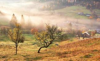 árbol brillante en la ladera de una colina con rayos soleados en el valle de la montaña cubierto de niebla. hermosa escena de la mañana. hojas de otoño rojas y amarillas. cárpatos, ucrania, europa. descubre el mundo de la belleza foto