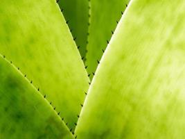 textura detallada y espinas en el borde de las hojas de bromelia foto