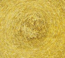 Macro straw texture, collected in a roll of hay in summer sunlight. photo