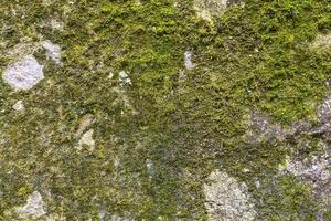 moss lichen background on the grungy cement wall texture photo