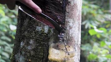 árvore de goma sendo aproveitada para seiva pela manhã em uma plantação de eucalipto video