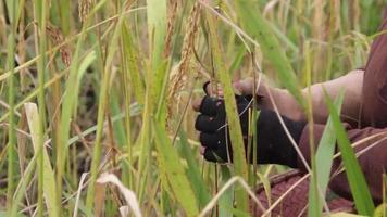 someone who is harvesting paddy mountain in east kalimantan indonesia, local culture video