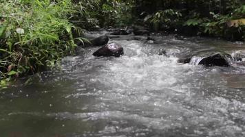 lindo rio em um dia ensolarado, floresta, rio fluindo, folhas caídas, rochas cobertas de musgo. video
