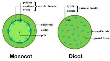 sección transversal de un tallo.estructura de plantas dicotiledóneas y monocotiledóneas.diagrama e infografía.biología y ciencia.botánica y concepto de árbol.ilustración vectorial de dibujos animados.diseño plano. vector