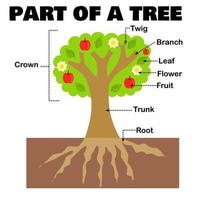 parte de un árbol o planta para la ciencia y la educación. hoja de trabajo para niños. morfología o botánica. estructura del árbol. hoja, flor y fruto, tronco y rama, y raíz. ilustración vectorial de dibujos animados. diseño plano. vector