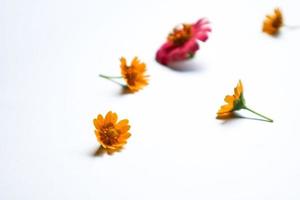 Beautiful zinnia flower composition on white background isolated. Flat lay, top view, copy flat still life. photo