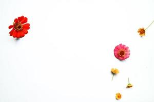 Beautiful zinnia flower composition on white background isolated. Flat lay, top view, copy flat still life. photo