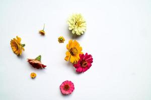 Beautiful zinnia flower composition on white background isolated. Flat lay, top view, copy flat still life. photo