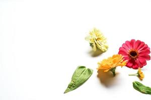 Beautiful zinnia flower composition on white background isolated. Flat lay, top view, copy flat still life. photo