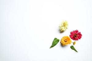 Beautiful zinnia flower composition on white background isolated. Flat lay, top view, copy flat still life. photo