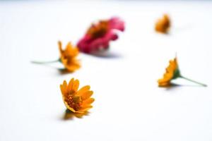 Beautiful zinnia flower composition on white background isolated. Flat lay, top view, copy flat still life. photo