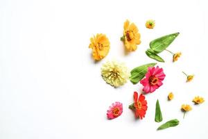 Beautiful zinnia flower composition on white background isolated. Flat lay, top view, copy flat still life. photo