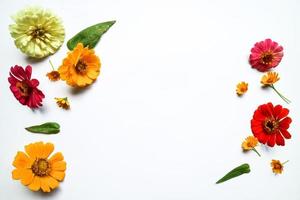 Beautiful zinnia flower composition on white background isolated. Flat lay, top view, copy flat still life. photo