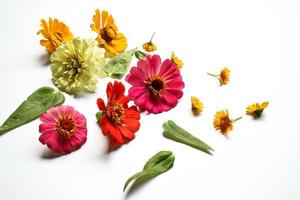 Beautiful zinnia flower composition on white background isolated. Flat lay, top view, copy flat still life. photo