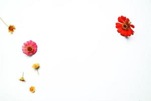 Beautiful zinnia flower composition on white background isolated. Flat lay, top view, copy flat still life. photo