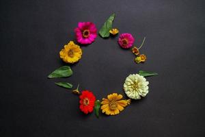 Colorful zinnia flower in flat lay arrangement on black background isolated. Flat lay, top view, empty space for copied text. photo