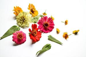 Beautiful zinnia flower composition on white background isolated. Flat lay, top view, copy flat still life. photo