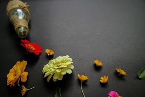 Colorful zinnia flower in flat lay arrangement on black background isolated. Flat lay, top view, empty space for copied text. photo