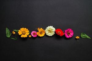 Colorful zinnia flower in flat lay arrangement on black background isolated. Flat lay, top view, empty space for copied text. photo