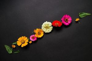 Colorful zinnia flower in flat lay arrangement on black background isolated. Flat lay, top view, empty space for copied text. photo