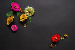 Colorful zinnia flower in flat lay arrangement on black background isolated. Flat lay, top view, empty space for copied text. photo