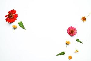 Beautiful zinnia flower composition on white background isolated. Flat lay, top view, copy flat still life. photo