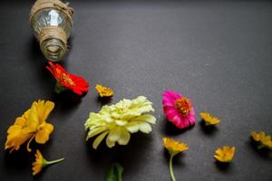 Colorful zinnia flower in flat lay arrangement on black background isolated. Flat lay, top view, empty space for copied text. photo