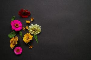 Colorful zinnia flower in flat lay arrangement on black background isolated. Flat lay, top view, empty space for copied text. photo