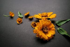 Yellow zinnia flower in flat lay arrangement on black background isolated. Flat lay, top view, empty space for copied text. photo